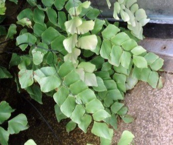 Trapezoidal Maidenhair, Diamond Maidenhair, Giant Maidenhair