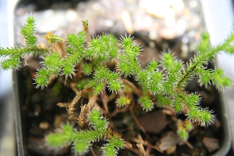 Selaginella Species, Ledge Spike-Moss, Northern Selaginellla, Rock Spikemoss
