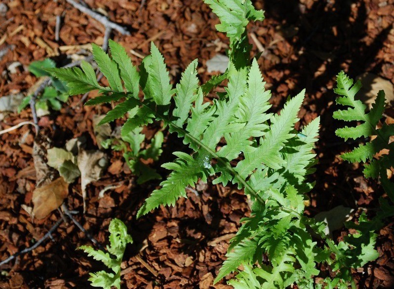 Polypodium, Lymans Fern Sarah Lyman