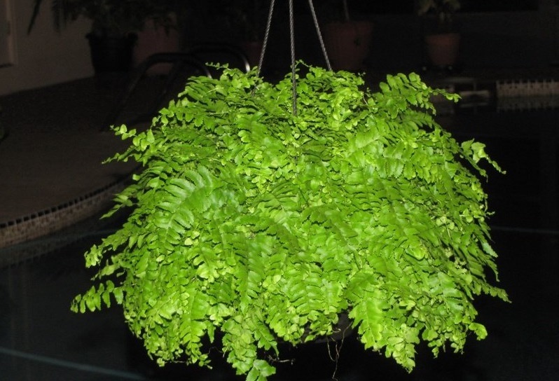 Nephrolepis Delilah