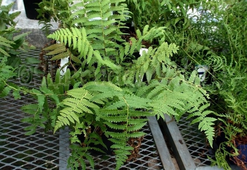 Deparia Species, Big Brother Fern