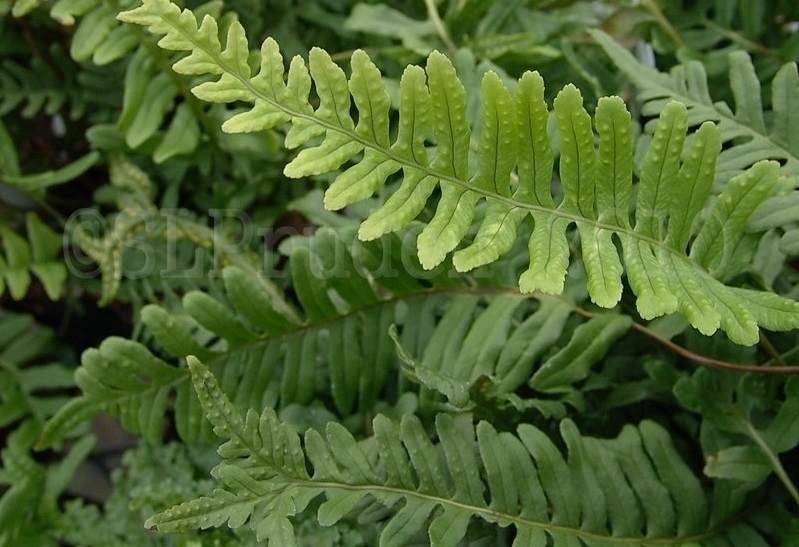 Polypodium, Polypody Fern Bifido Multifidum