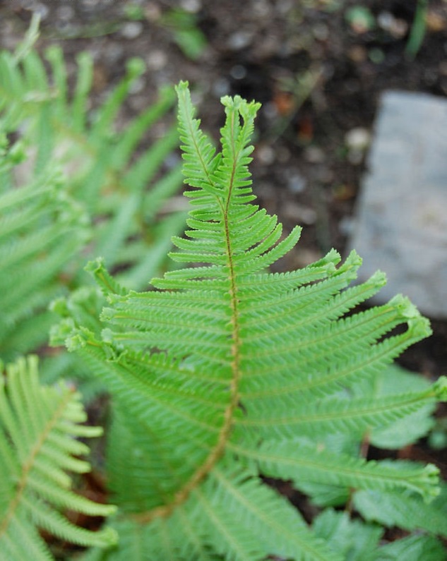 Male Fern Furcans