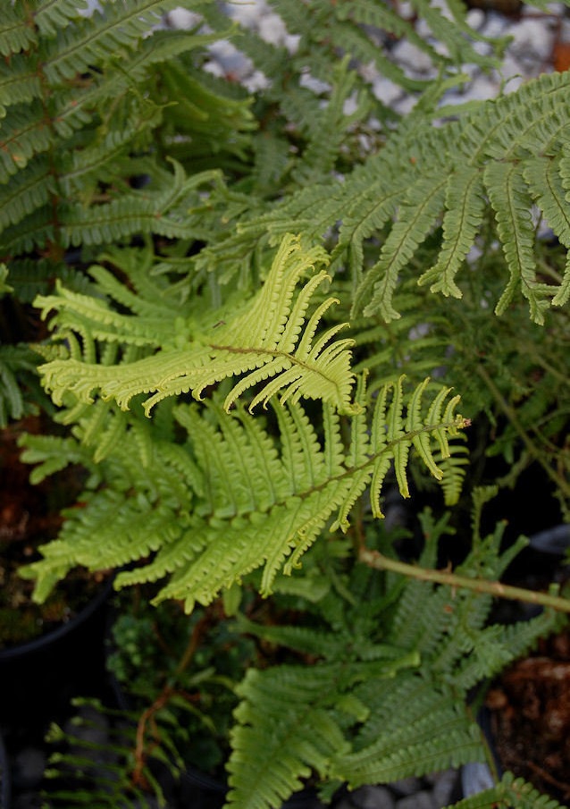 Golden Male Fern Polydactyla Dadds