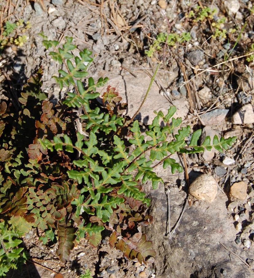 Paragymnopteris Species, Schuppenfarn