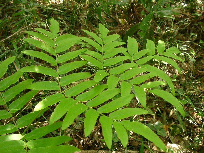 Osmunda, Japanese Royal Fern Makino