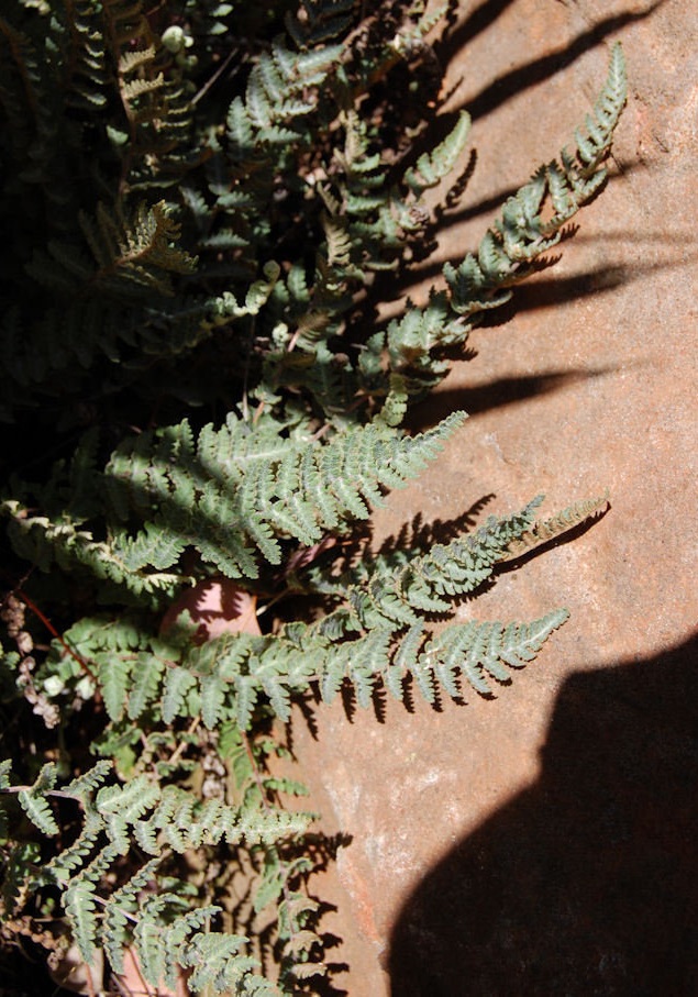 Notholaena Species, Buchteins Lipfern
