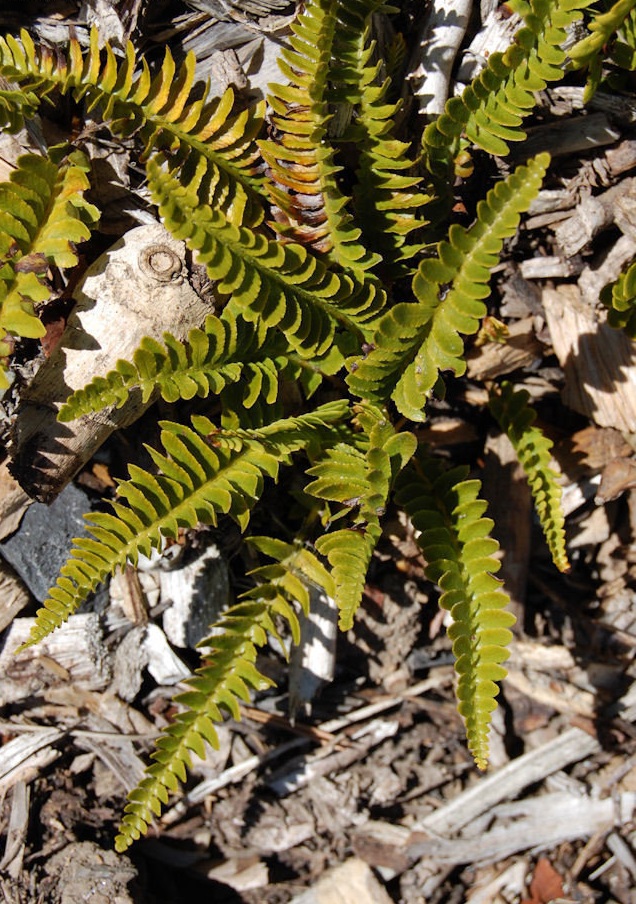 Austroblechnum Species, Hardy Fern