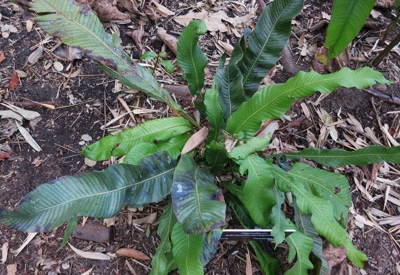Niphidium Species