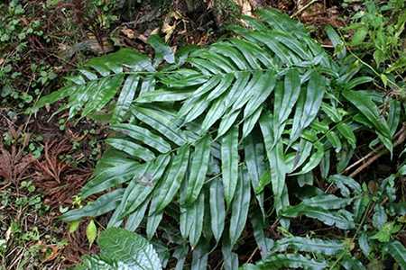 Coniogramme, Bamboo Fern, Intermediate Bamboo Fern Yoroi Musha