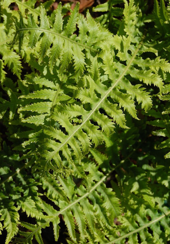 Polypodium, Licorice Fern Malahatense