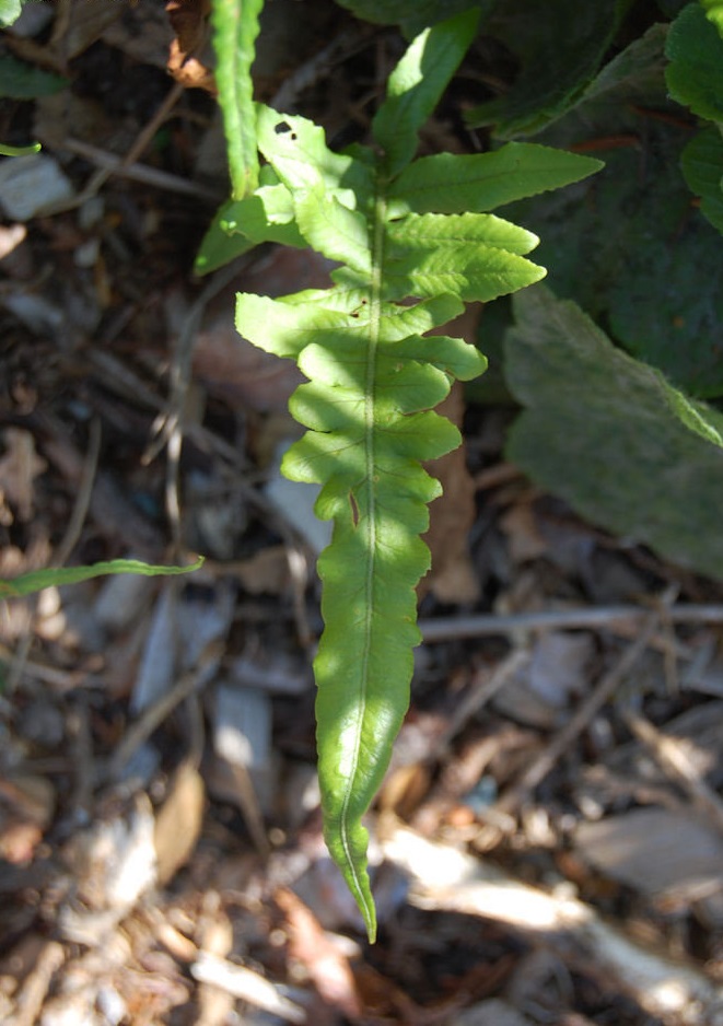 Polypodium, Licorice Fern Longicaudatum