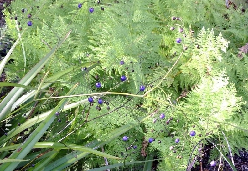 Sweet Brake, Sweet Fern