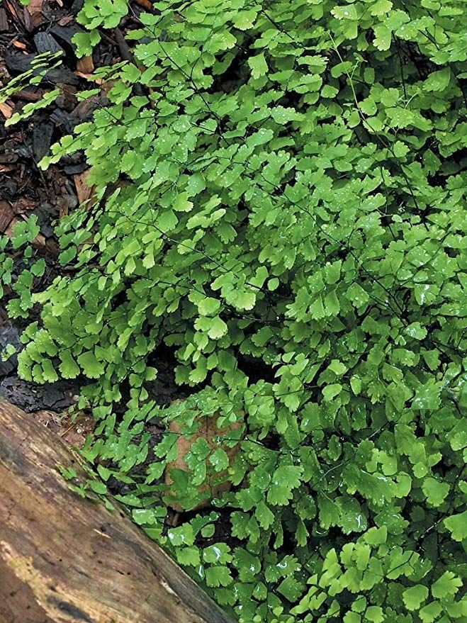 Mairiss Hardy Maidenhair Fern