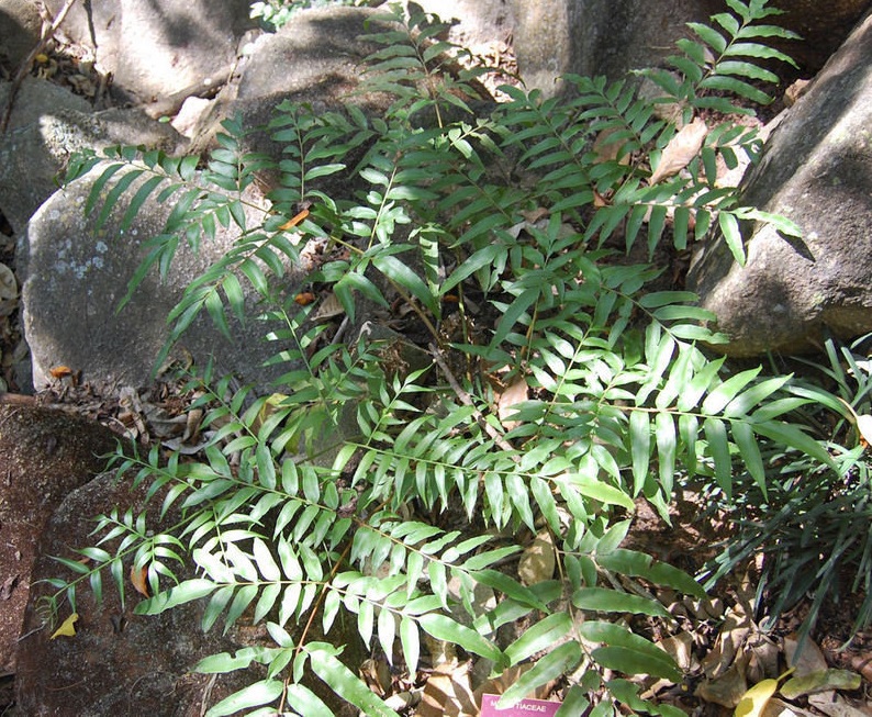 Marattia