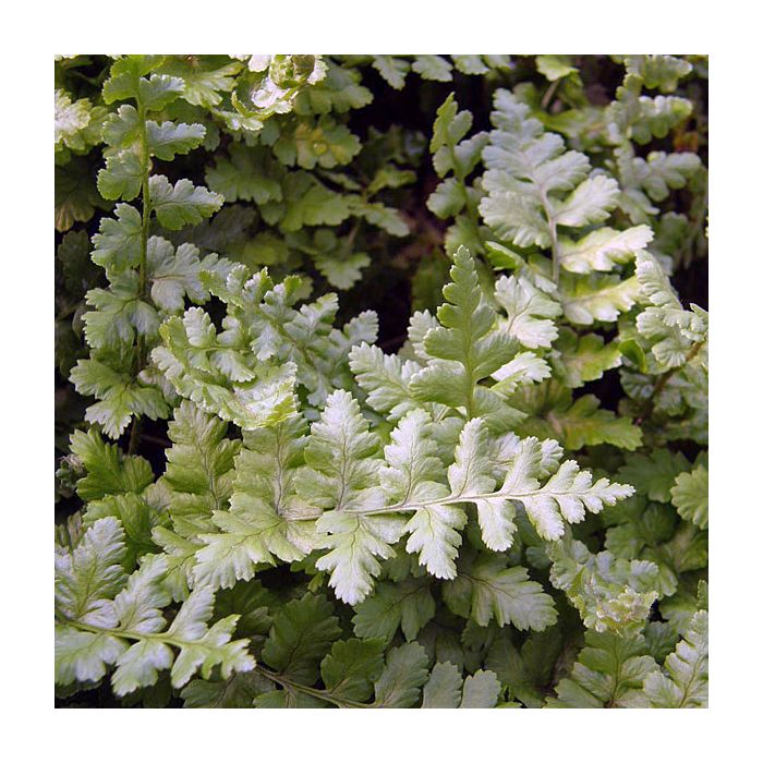 Male Fern