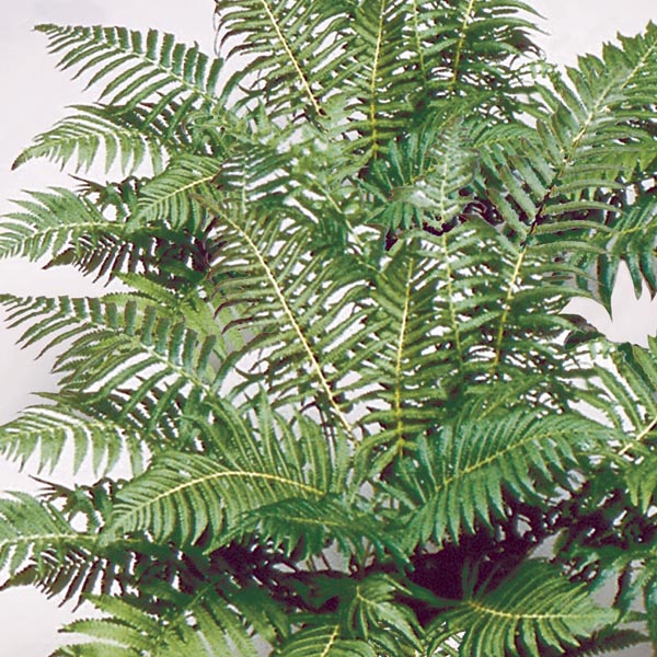 Wood Fern Southern Wood Fern
