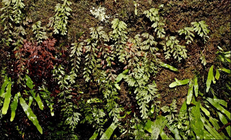 Alpine Filmy-fern