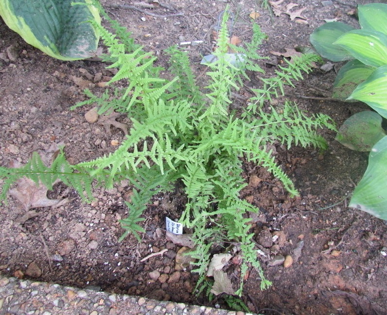 Athyrium, Lady Fern Cruciatum