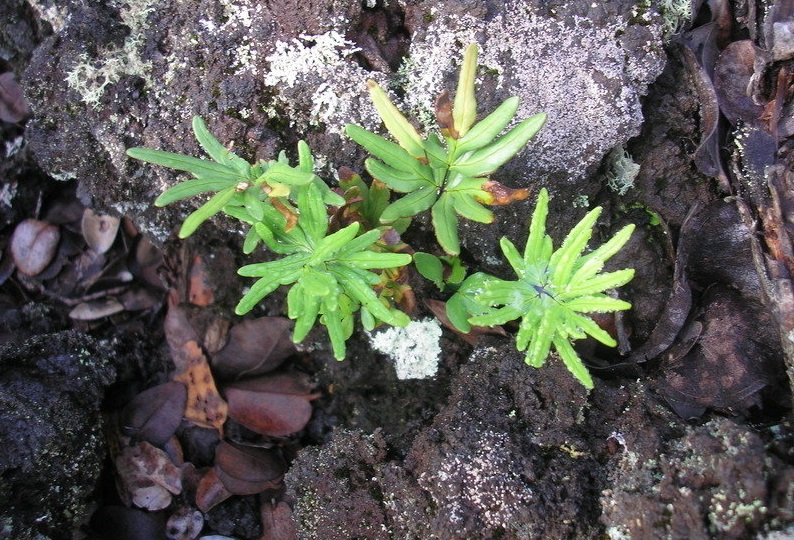 Hawaiian Spear Fern, Iwaiwa, Kumuniu, Manawahua