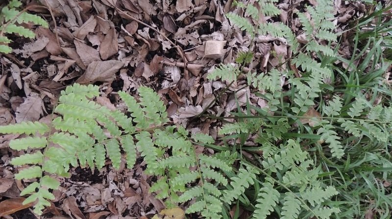 Diplazium Species, Lady Fern