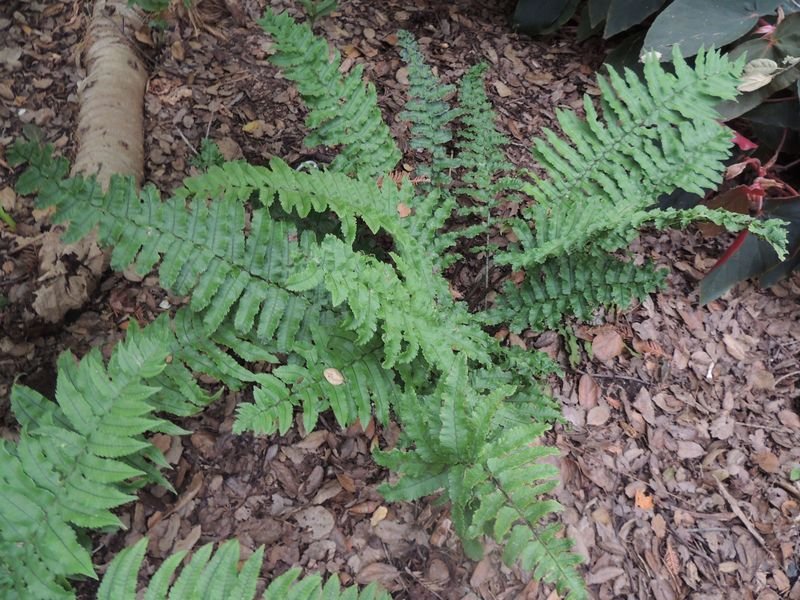 Namegatae Fern