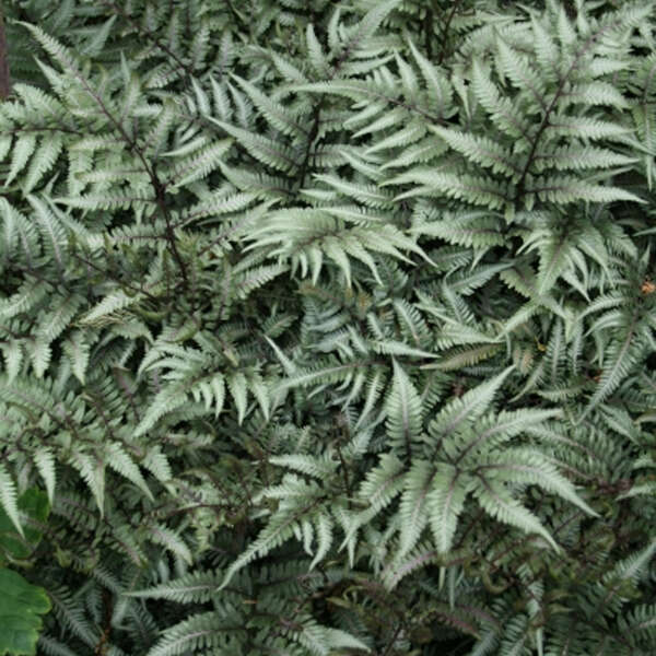 Athyrium, Japanese Painted Fern Godzilla