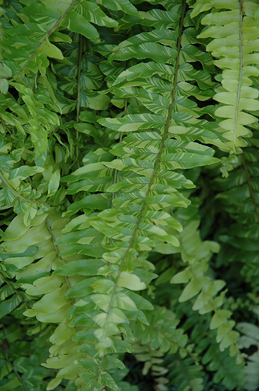 Nephrolepis, Boston Fern Variegata