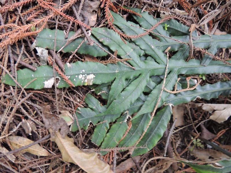 Austroblechnum Species, Colensos Hard Fern, Waterfall Fern
