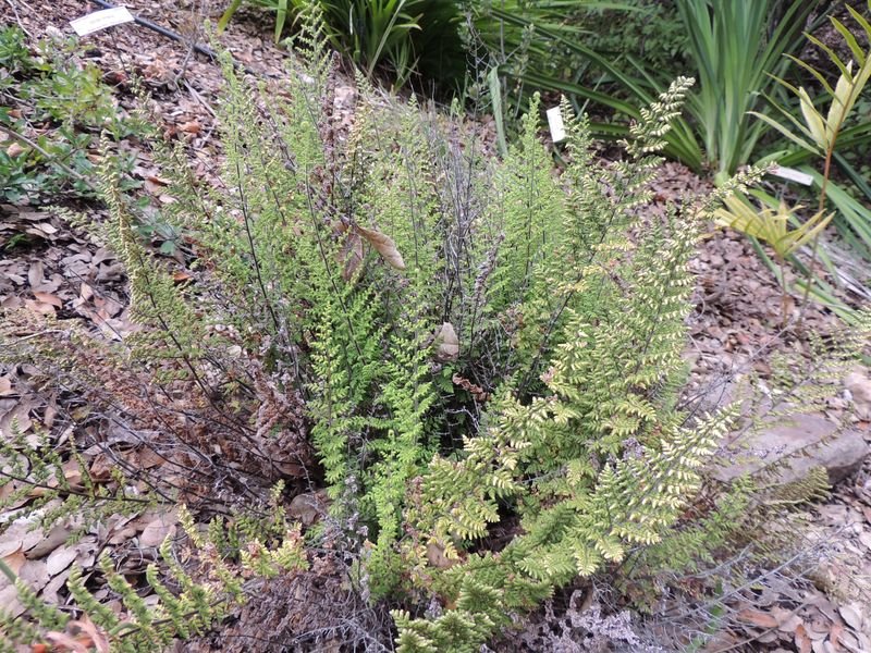 Cheilanthes Species, Lip Fern