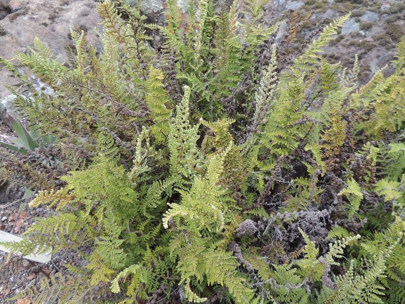 Myriopteris Species, Cuty Cuty, Hierba del Dominio