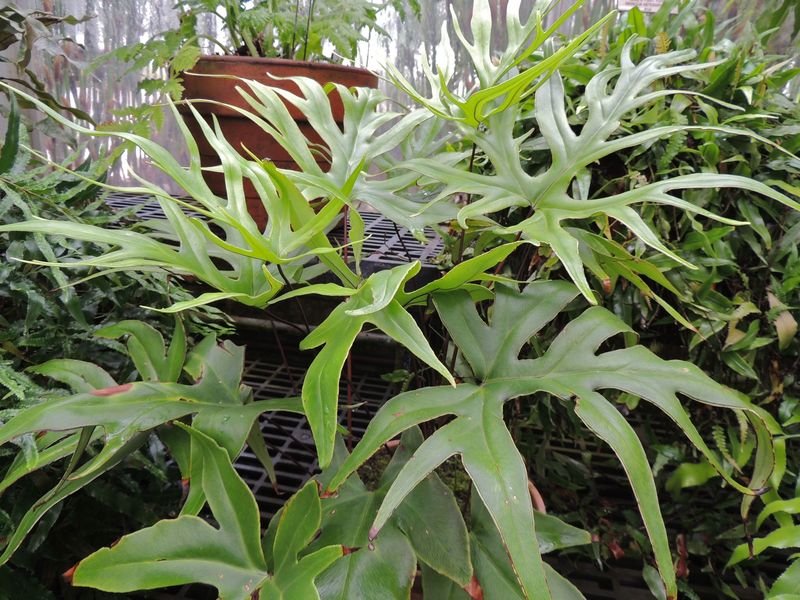 Doryopteris Doryopteris elegans