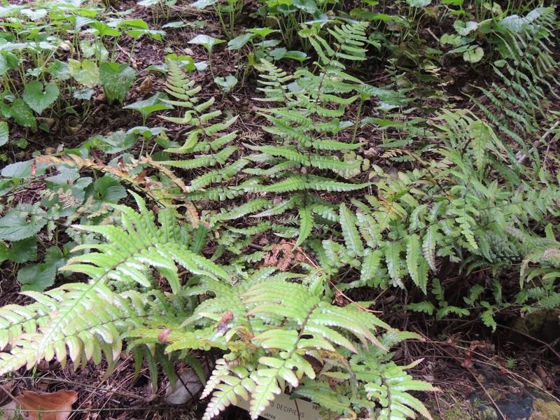 Dryopteris Dryopteris decipiens