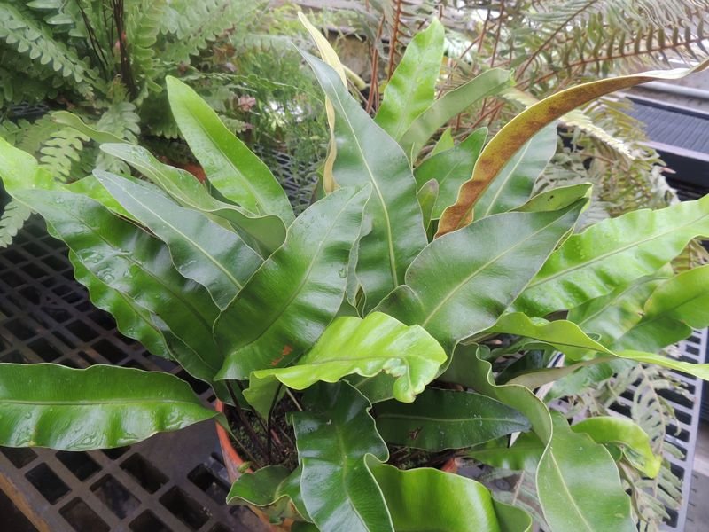 Royal Tonguefern, Royal Tongue Fern, Mauis Paddle