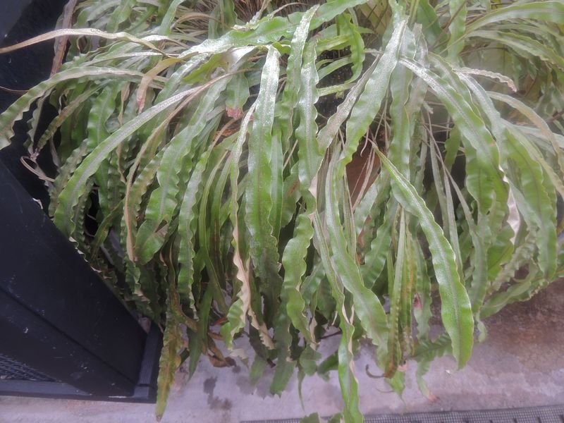 Tonguefern, Tongue Fern Elaphoglossum cuspidatum