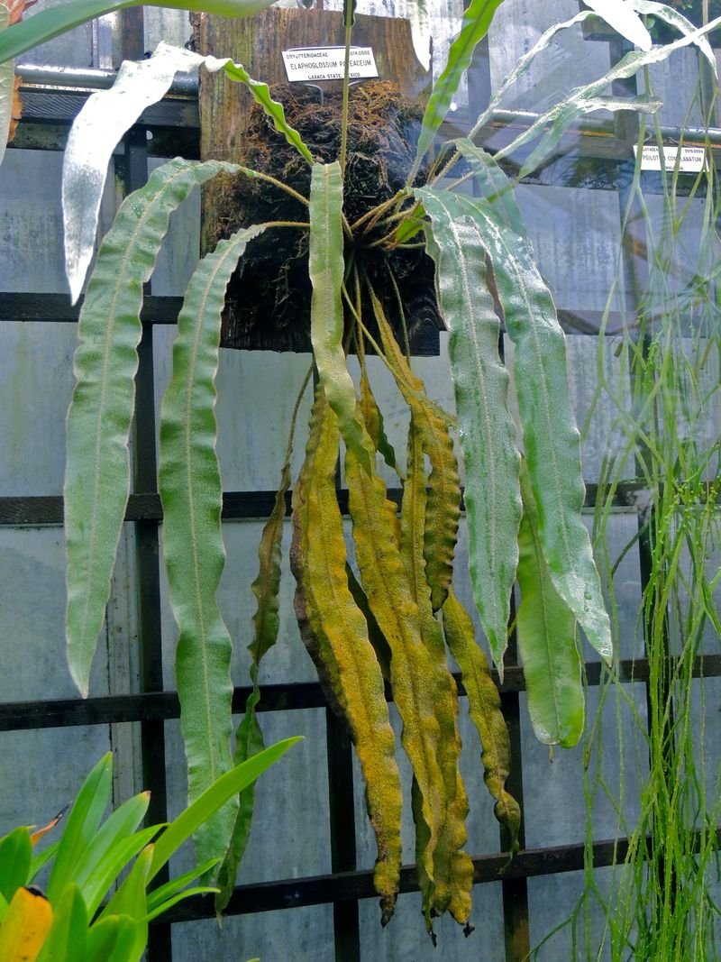 Tonguefern, Tongue Fern, Harts Tongue Fern Elaphoglossum paleaceum
