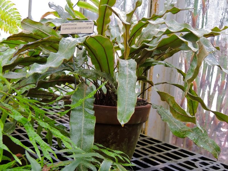 Tonguefern, Tongue Fern Elaphoglossum subcuspidatum