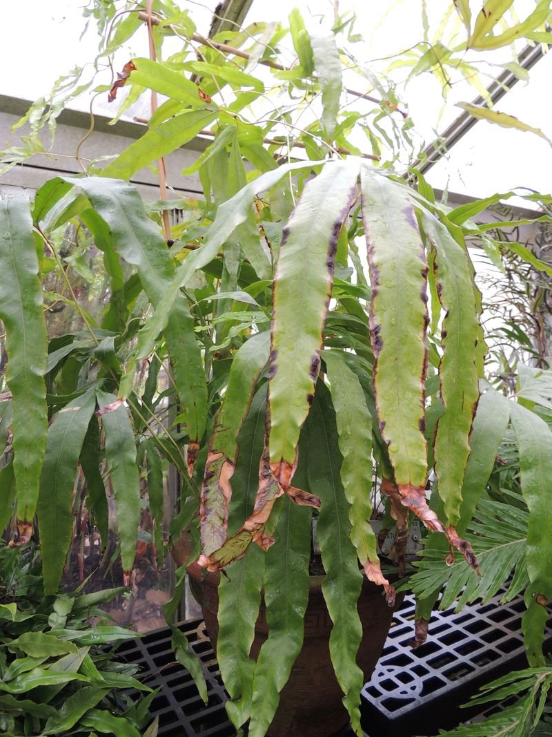 Lygodium Lygodium circinnatum