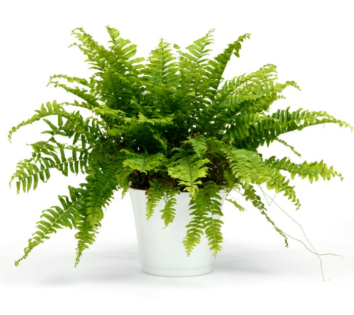 Nephrolepis, Boston Fern, Sword Fern Green Moment