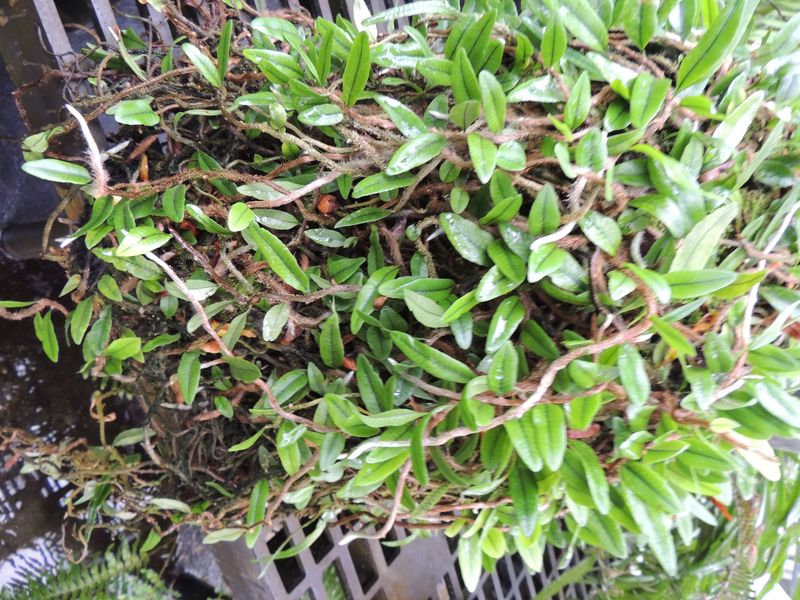 Snake Fern, Microgramma Microgramma vacciniifolia