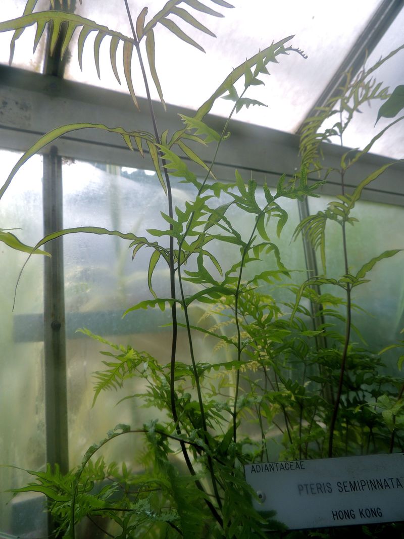 Fern Pteris semipinnata