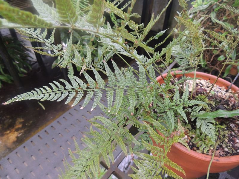 Tectaria Species,Snail Fern