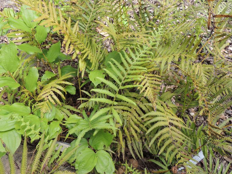 Christella Species, Showy Maiden Fern