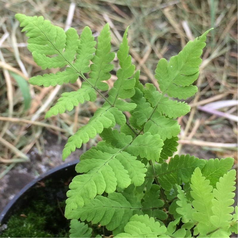 Oak Fern, Western Oak Fern, Western Oakfern Plumosum