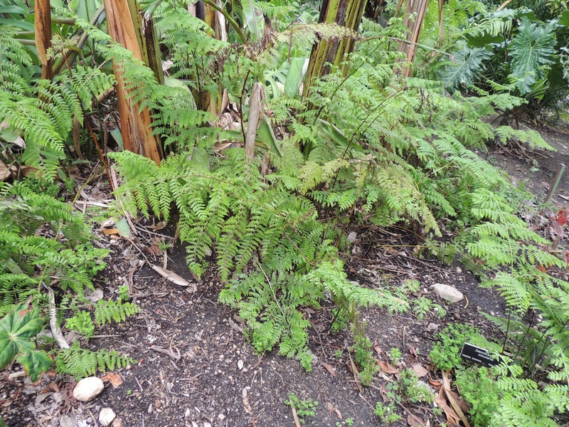 Tropical Hayscented Fern