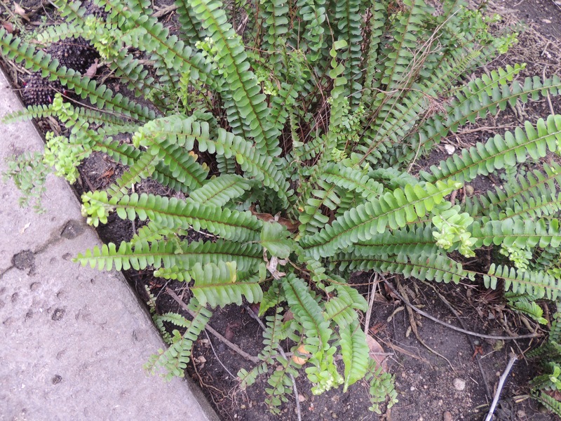 Nephrolepis, Boston Fern Can Can
