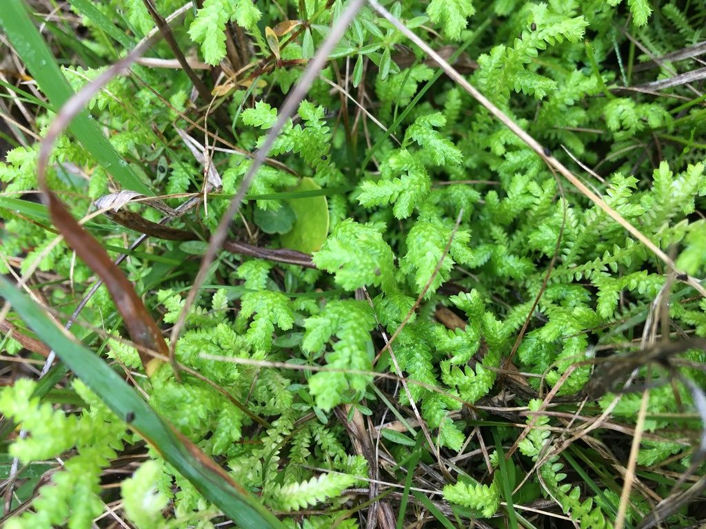 Gulf Spikemoss