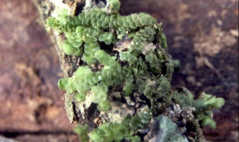Liverwort Frullania clavata