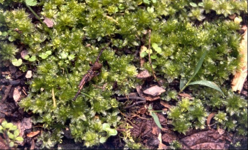 Moss Tortula truncata
