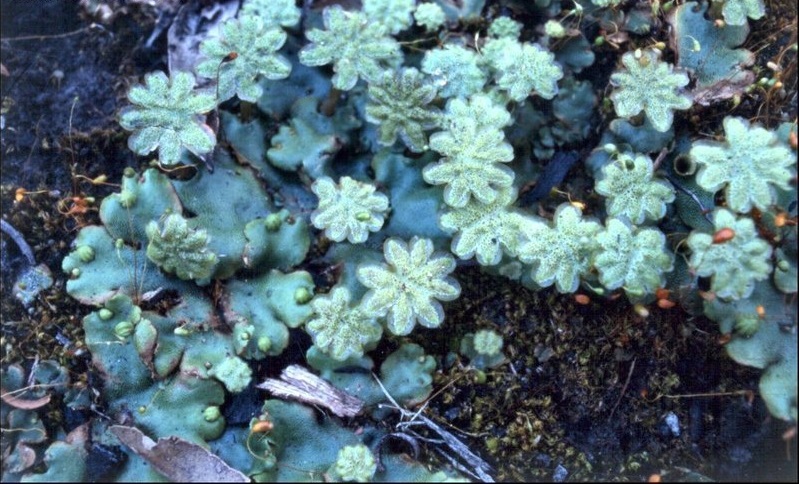 Marchantia Species, Liverwort, Umbrella Liverwort